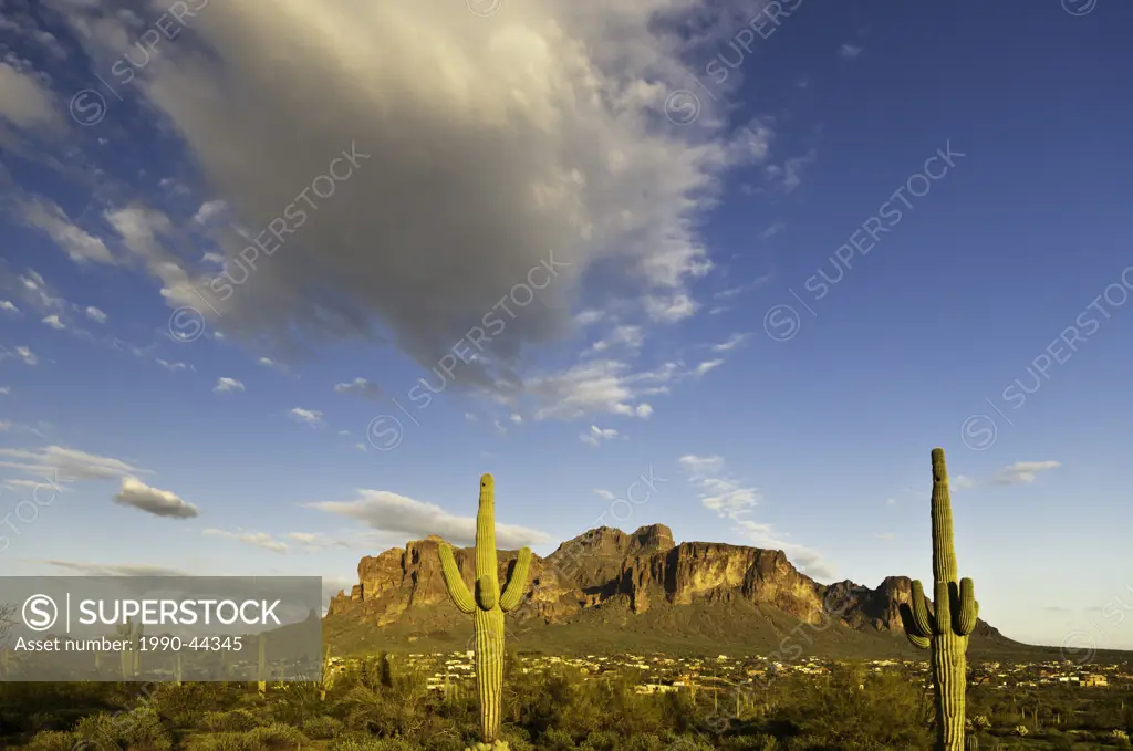 Superstition Mountain and saguaro cactus Carnegiea gigantea, Apache Junction, Arizona, United States of America
