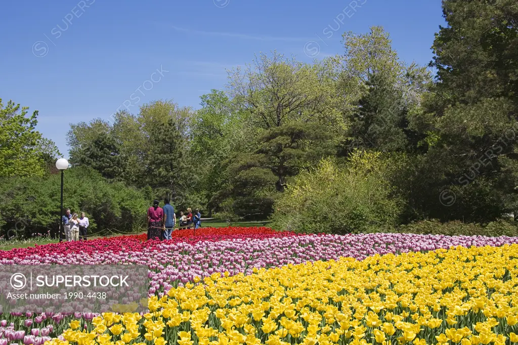 The world-renowned tulip beds at Commissioners Park feature 300,000 blooms and over 50 varieties  Tulips, Commissioners Park at Dows Lake, Ottawa, Ont...