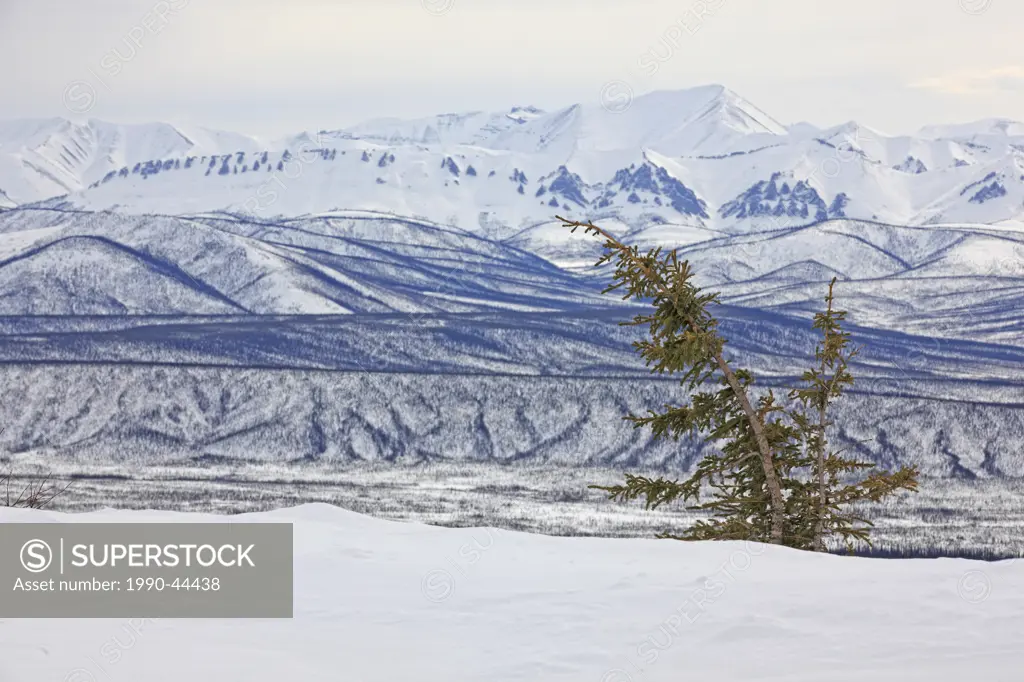 Tree overlooking the Ogilvie Mountains along the Dempster Highway, Yukon Territory, Canada.