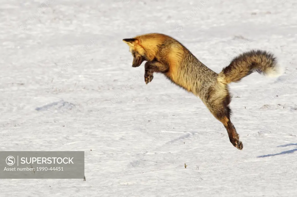 Fox leaping into the air as it is hunting rodents, Yukon Territory, Canada.