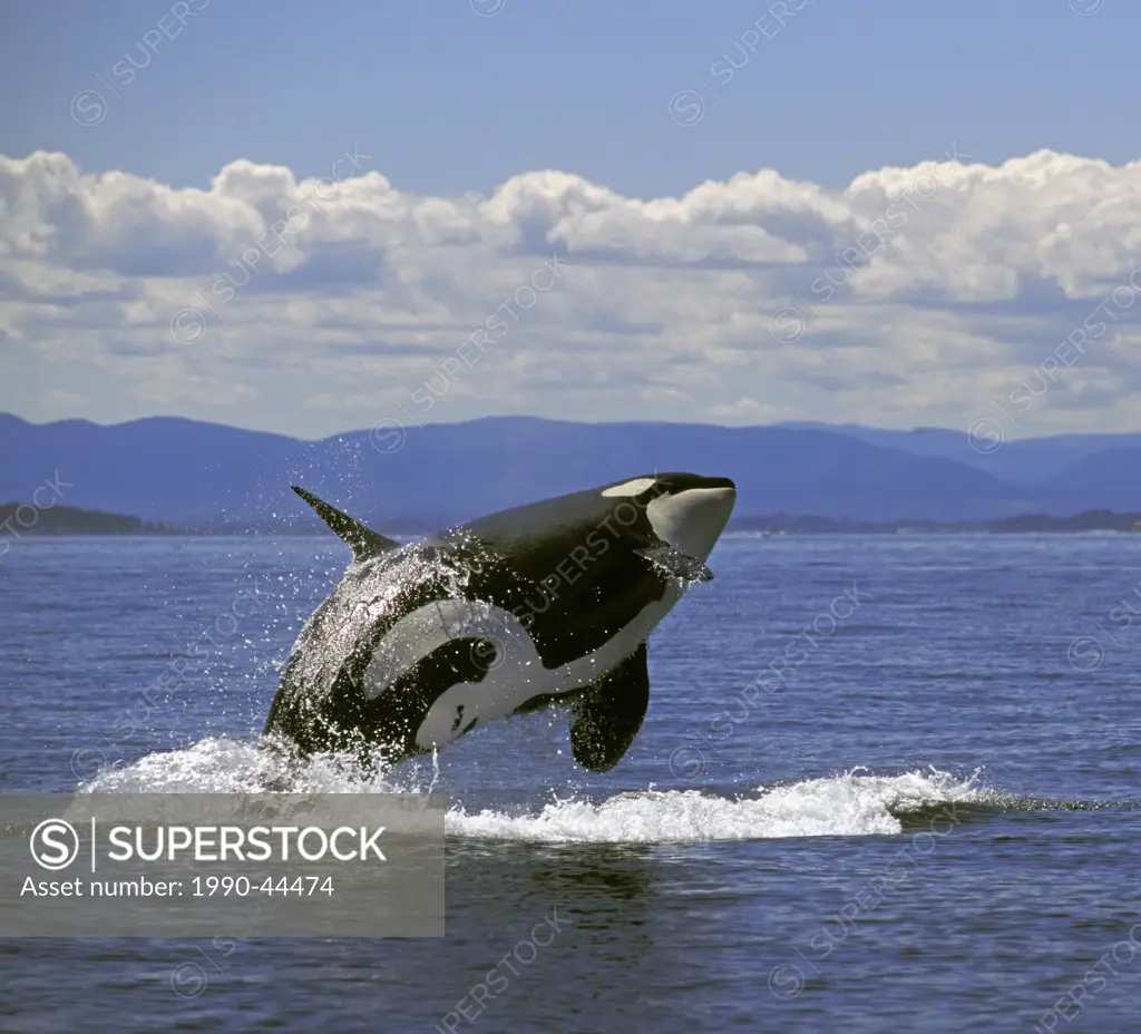 Orca/Killer Whale Orcinus orca breaching, summer, Haro Strait between BC, Canada & WA, USA.