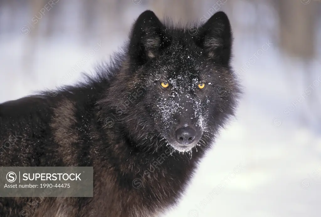 Gray wolf Canis lupus black color phase, winter, North America.
