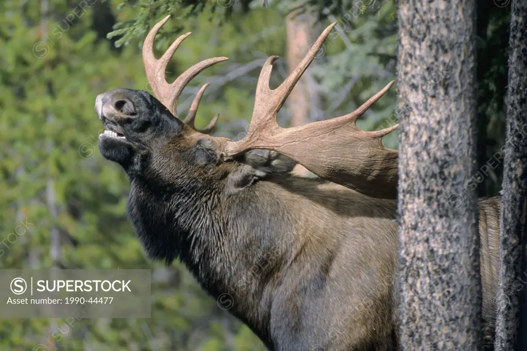 Adult bull moose Alces alces lip_curling after smelling a sample of female urine during the autumn rutting season, Alberta, Canada