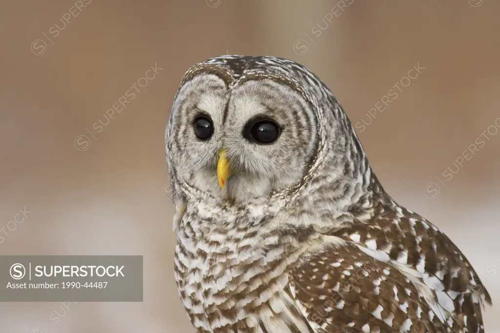 Close up of a Barred Owl Strix varia.