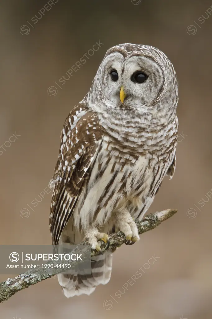 Barred Owl Strix varia perched on a branch.