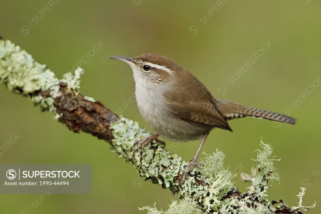 Bewick´s Wren Thryomanes bewickii perched on a branch.