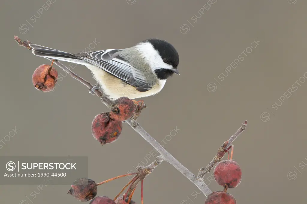 Black_capped Chickadee Poecile atricapillus perched on a branch.