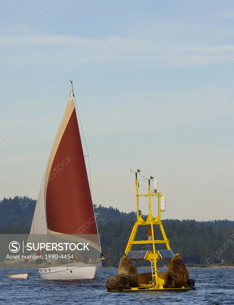 A sailboat passes Steller sea lions, Eumetopias jubatu, that haul out in winter on a research buoy in Saanich Inlet, near Victoria, British Columbia, ...
