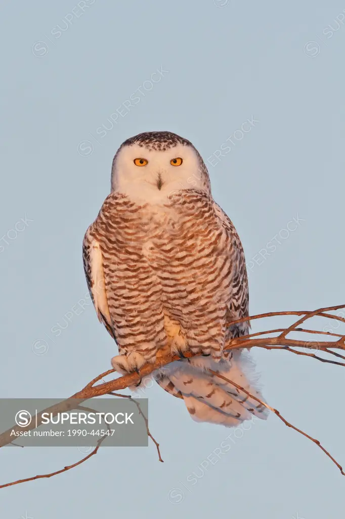Snowy Owl Bubo scandiacus perched on a branch.