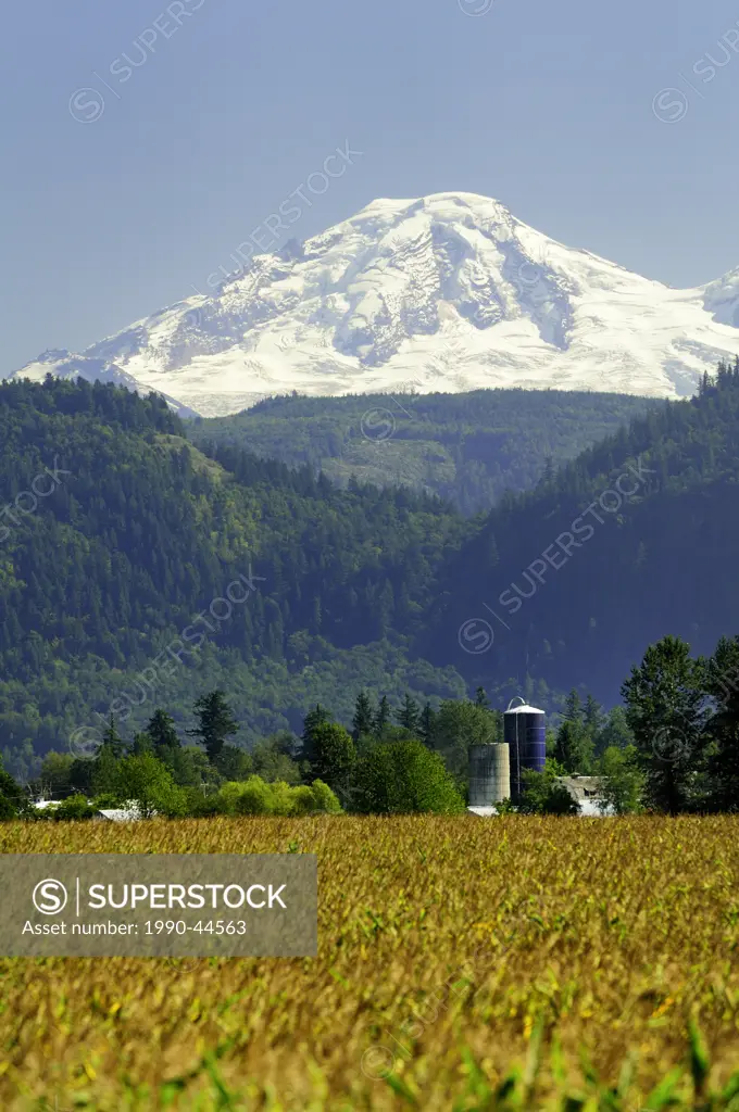 Huge corn fields and silo on farmland with Mt. Baker in the background, Abbotsford, British Columbia, Canada.