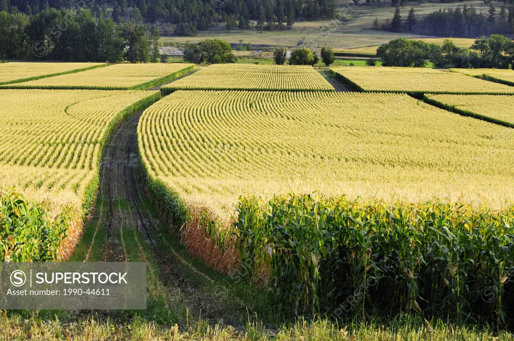 Harvesting corn fields in Coldstream, British Columbia, Canada