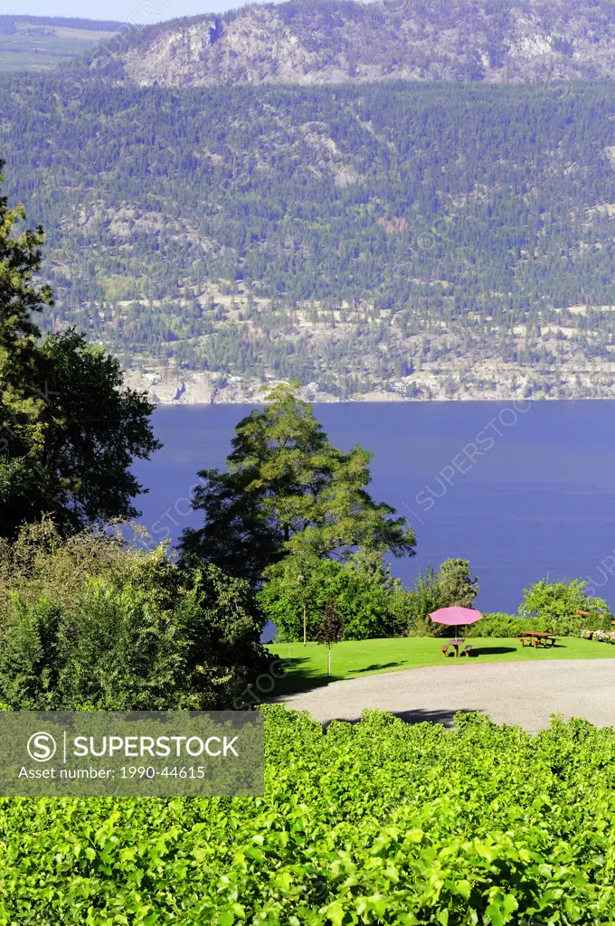 Arrowleaf Cellars vineyard and yard area on Okanagan Lake, in Lake Country, British Columbia, Canada.