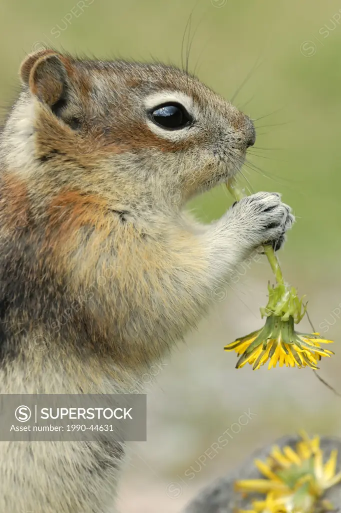A columbian ground squirrel Spermophilus columbianus eating a Dandelion flower.