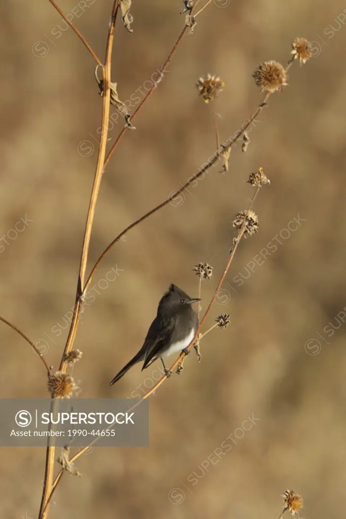 Black Phoebe Sayornis nigricans perched on a branch near the Bosque del Apache wildlife refuge near Socorro, New Mexico, United States of America.
