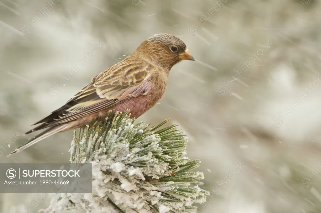 Brown_capped Rosy Finch Leucosticte australis perched on a branch at the Sandia Crest near Albuquerque, New Mexico, United States of America.