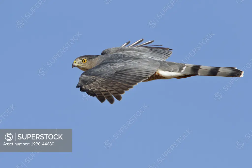 Coopers Hawk Accipiter cooperii flying at the Bosque del Apache wildlife refuge near Socorro, New Mexico, United States of America.