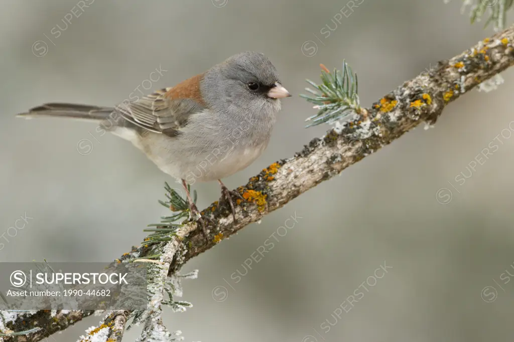 Dark Eyed Junco Junco hyemalis perched on a branch at the Sandia Crest near Albuquerque, New Mexico, United States of America.