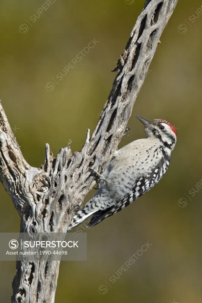 Ladder_backed Woodpecker Picoides scalaris perched on a branch near the Bosque del Apache wildlife refuge near Socorro, New Mexico, United States of A...