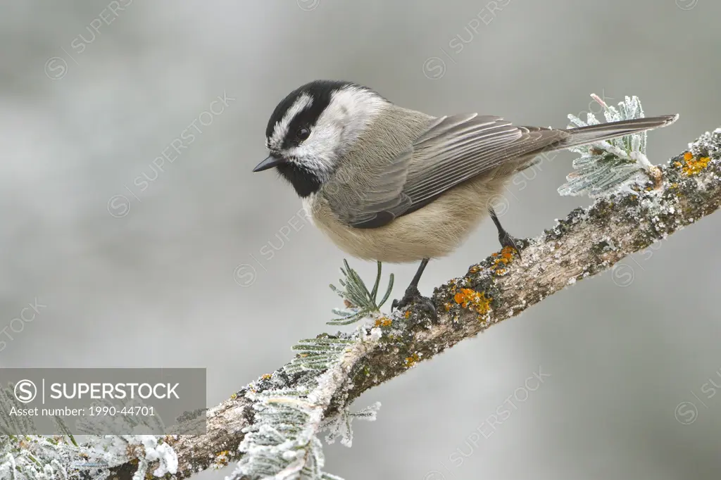 Mountain Chickadee Poecile gambeli perched on a branch at the Sandia Crest near Albuquerque, New Mexico, United States of America.