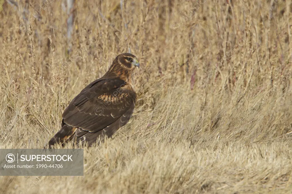 Northern Harrier Circus cyaneus flying at the Bosque del Apache wildlife refuge near Socorro, New Mexico, United States of America.