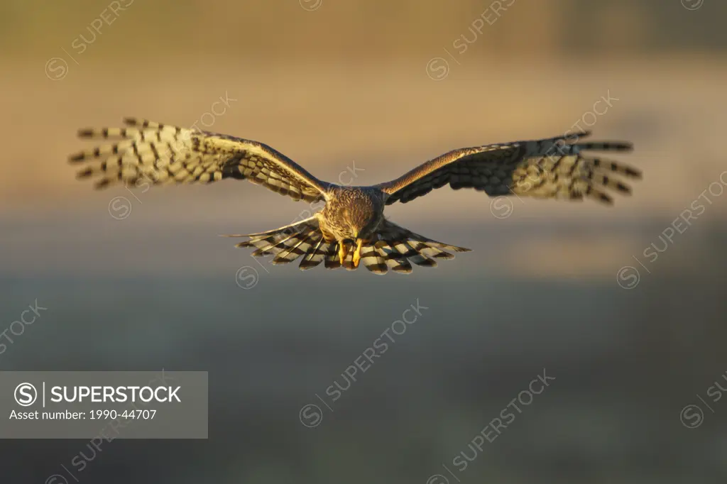 Northern Harrier Circus cyaneus flying at the Bosque del Apache wildlife refuge near Socorro, New Mexico, United States of America.