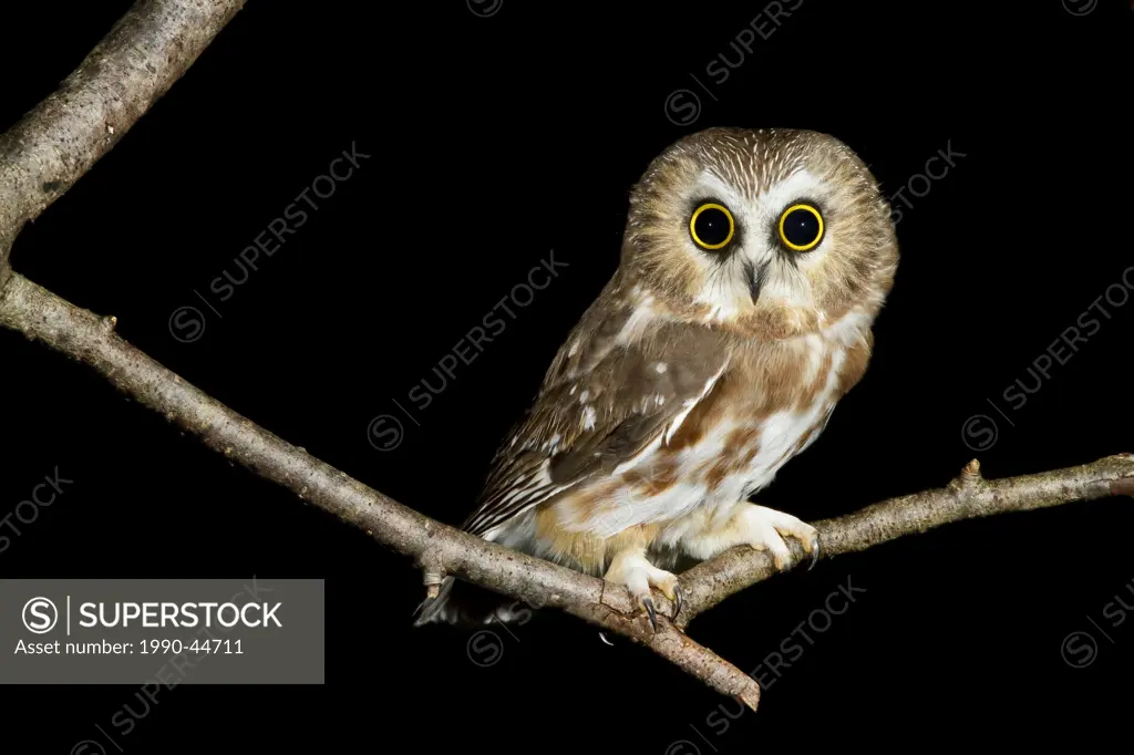 Northern Saw_whet Owl Aegolius acadicus perched on a branch near Victoria, British Columbia, Canada.