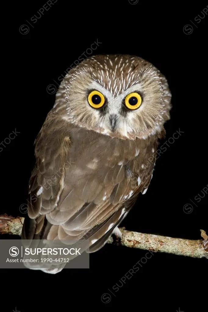 Northern Saw_whet Owl Aegolius acadicus perched on a branch near Victoria, British Columbia, Canada.