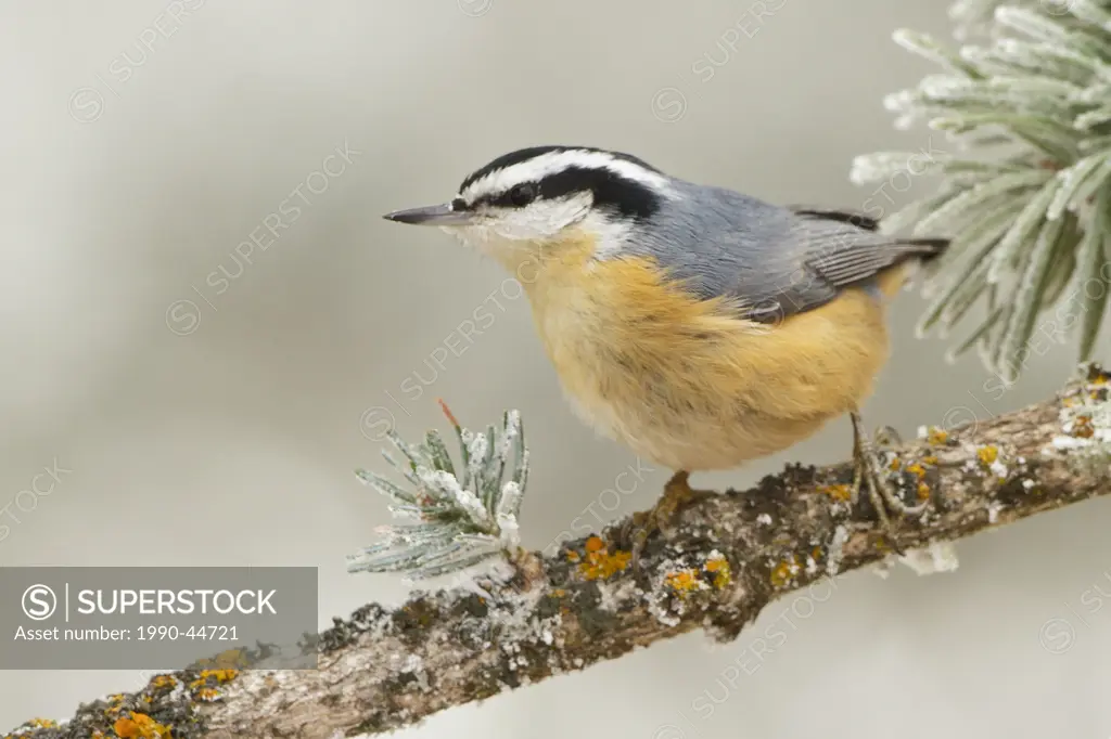 Red_breasted Nuthatch Sitta canadensis perched on a branch at the Sandia Crest near Albuquerque, New Mexico, United States of America.