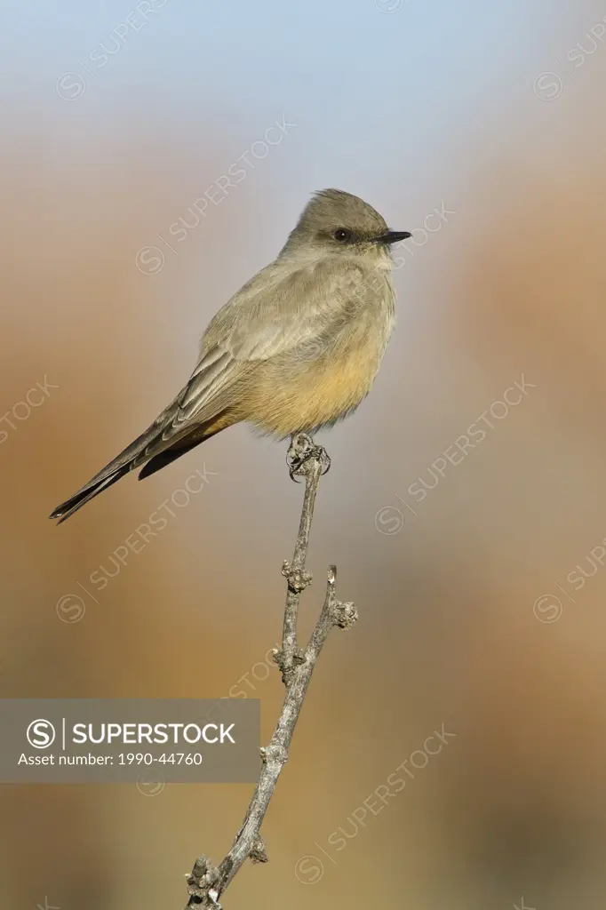Say´s Phoebe Sayornis saya perched on a branch near the Bosque del Apache wildlife refuge near Socorro, New Mexico, United States of America.