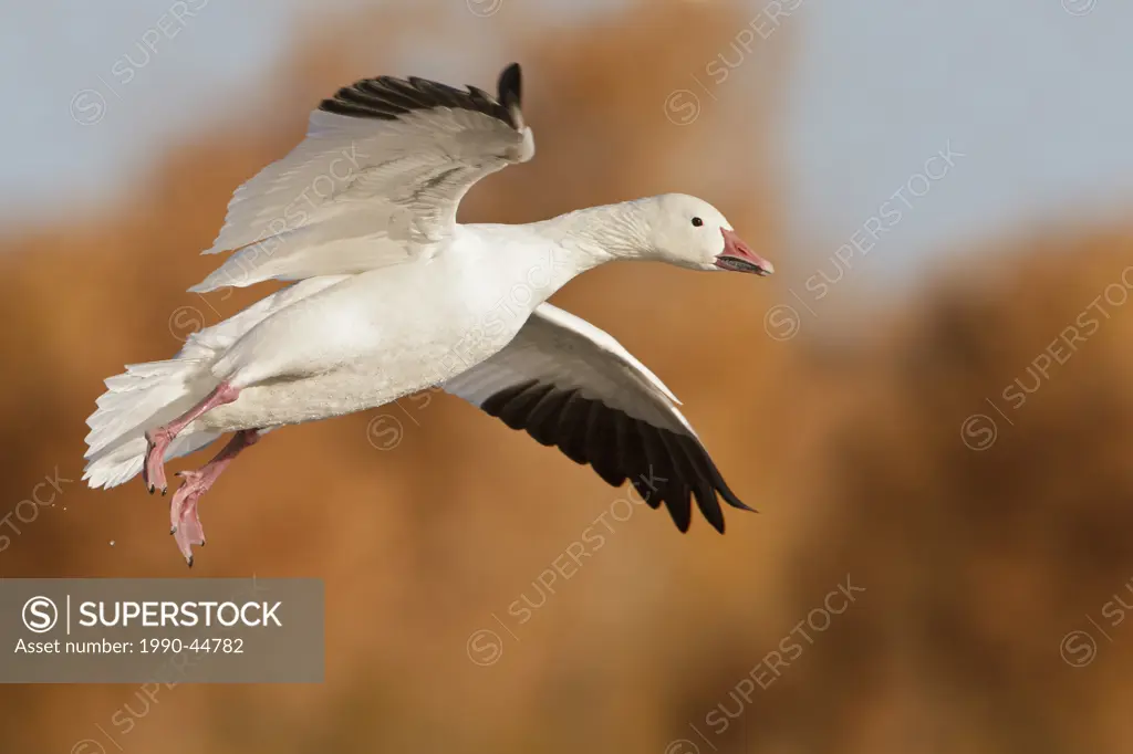 Snow Goose Chen caerulescens flying at the Bosque del Apache wildlife refuge near Socorro, New Mexico, United States of America.