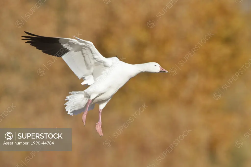 Snow Goose Chen caerulescens flying at the Bosque del Apache wildlife refuge near Socorro, New Mexico, United States of America.