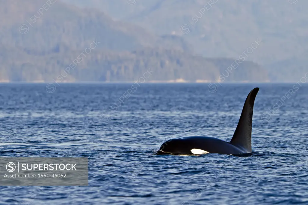 Killer Whale Orcinus orca off Malcolm Island near Donegal Head, in the Queen Charlotte Strait, British Columbia, Canada.