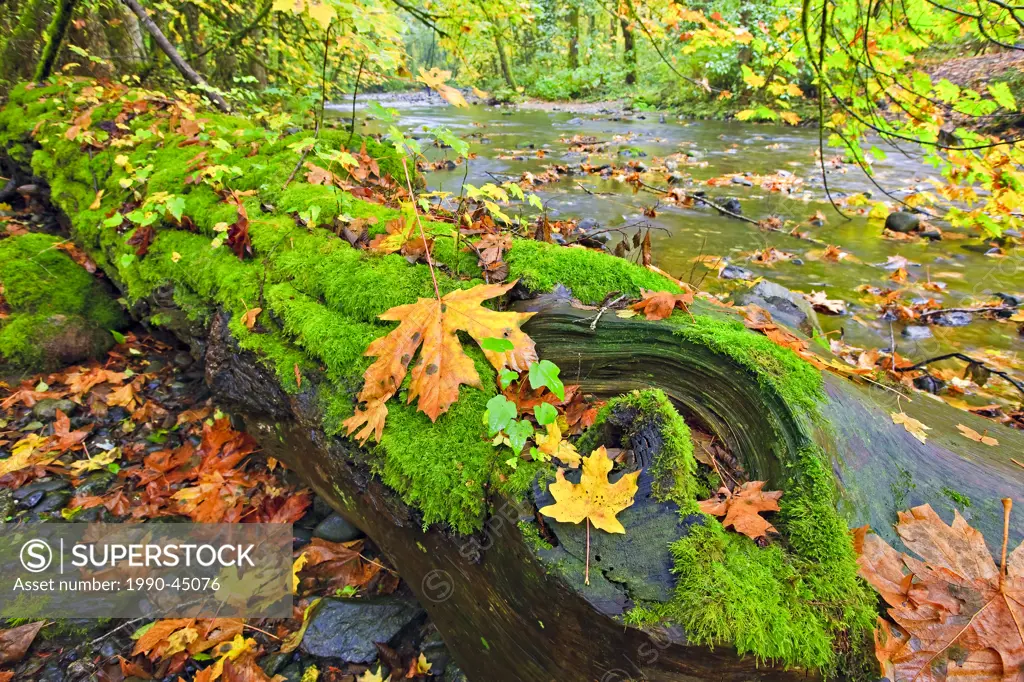 Fallen tree covered in lush green moss and golden leaves during fall along the banks of the Goldstream River in the rainforest of Goldstream Provincia...
