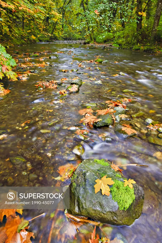 Boulder with a tuft of moss and golden leaves during fall in the Goldstream River in the rainforest of Goldstream Provincial Park, Vancouver Island, B...