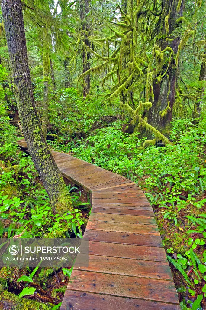 Boardwalk leading through the lush rainforest to Hot Springs Cove, Openit Peninsula, Maquinna Marine Provincial Park, Clayoquot Sound UNESCO Biosphere...