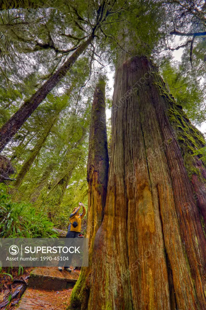 Woman photographing a large Western Redcedar Thuja plicatatree along the Rainforest Trail in the coastal rainforest of Pacific Rim National Park, Long...