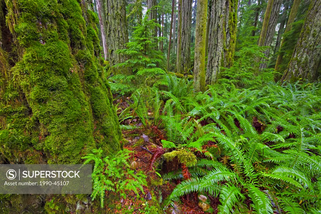Moss covered trees, and ferns growing in Cathedral Grove Rainforest, MacMillan Provincial Park, Vancouver Island, British Columbia, Canada.