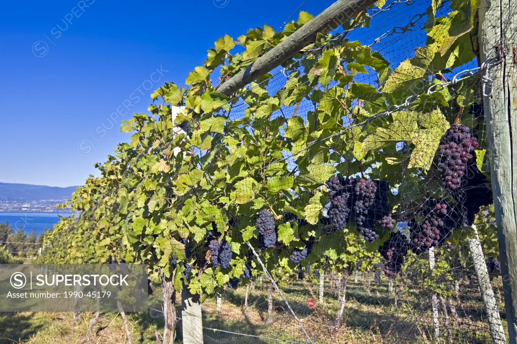 Grapes growing on grapevines at Summerhill Pyramid Winery, a certified organic vineyard, Kelowna, Okanagan, British Columbia, Canada.