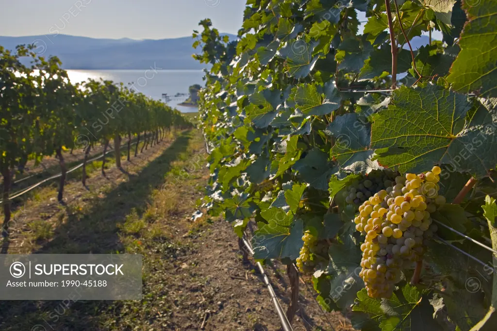 Clusters of grapes on grapevines at a vineyard on the shores of Okanagan Lake in Westbank, West Kelowna, Kelowna, Okanagan, British Columbia, Canada.