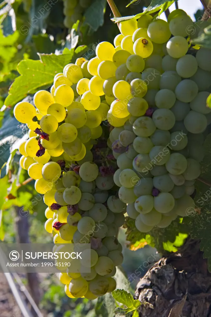 Clusters of white grapes on a grapevine at a vineyard in Westbank, West Kelowna, Kelowna, Okanagan, British Columbia, Canada.