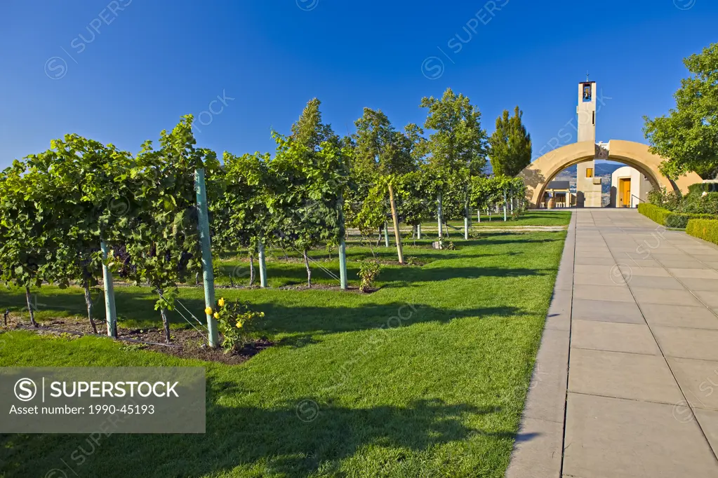 Path leading towards the entrance to Mission Hill Family Estate Winery fringed by grapevines, Westbank, West Kelowna, Kelowna, Okanagan, British Colum...