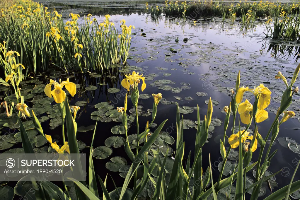 Yellow flag, Iris pseudacorus invasive species, Burnaby Lake Regional Park, Burnaby, British Columbia, Canada