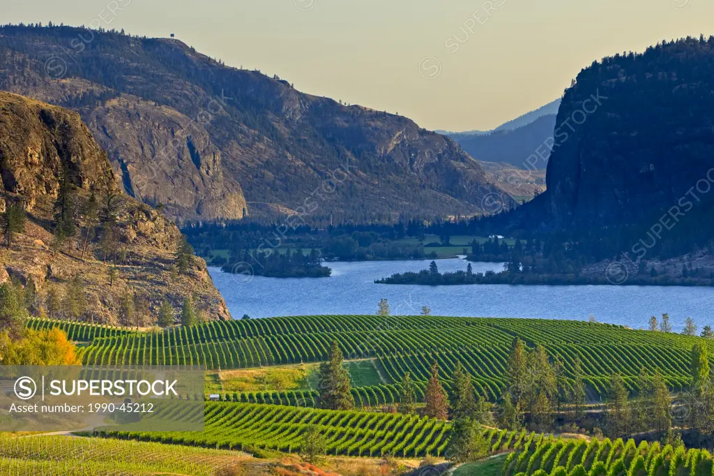 Grapevines of Blue Mountain Vineyard and Cellars, Okanagan Falls with views of Vaseux Lake, Okanagan Similkameen Region, Okanagan, British Columbia, C...