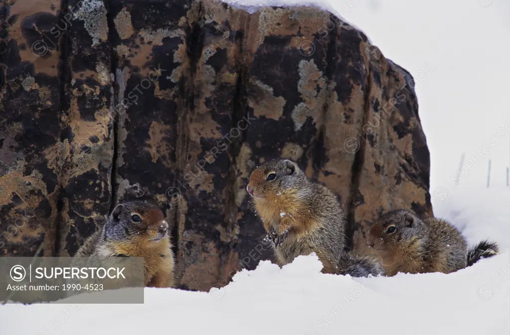 Columbian groundsquirrels camouflaged against lichen covered rock, Height of the Rockies Provincial Park, British Columbia, Canada