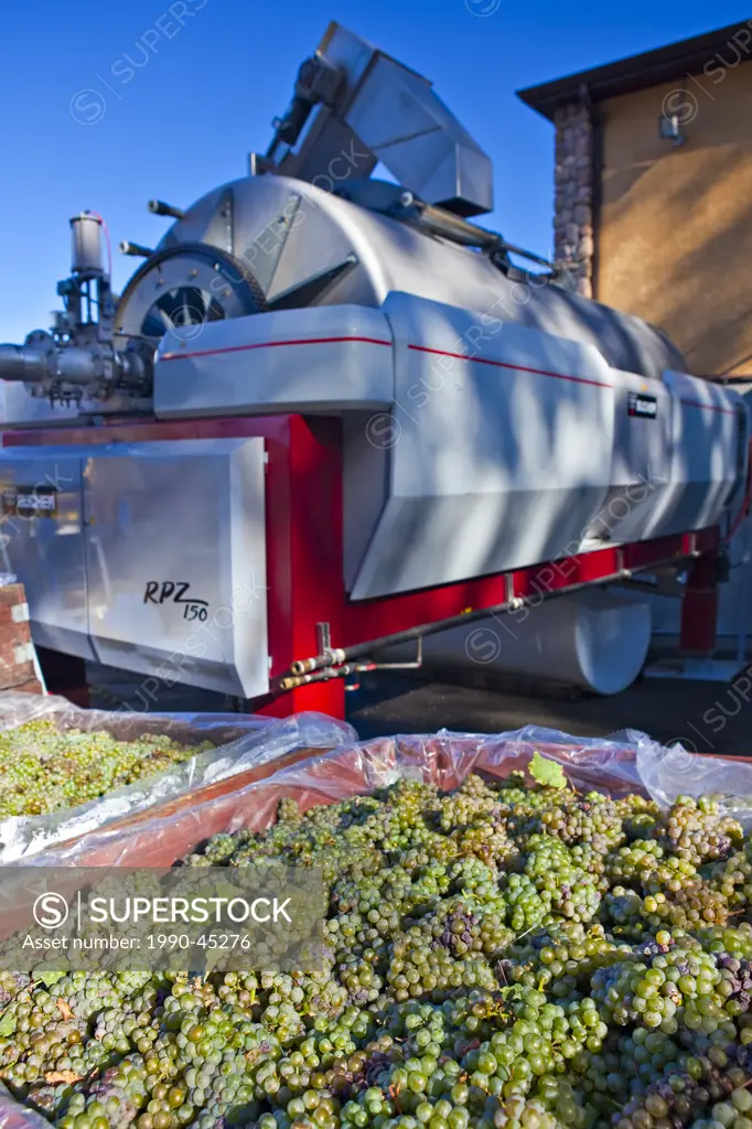 Freshly harvested grapes and press at Summerhill Pyramid Winery, a certified organic vineyard, Kelowna, Okanagan, British Columbia, Canada.