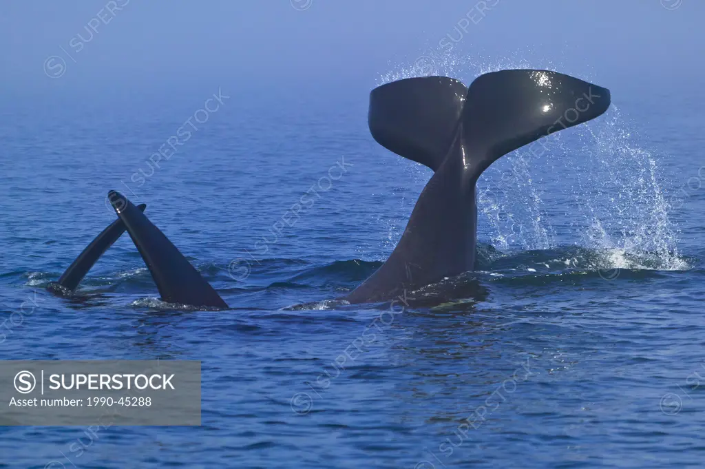 Male Killer Whales Orcinus orca playing in the Queen Charlotte Strait, off Vancouver Island, British Columbia, Canada.