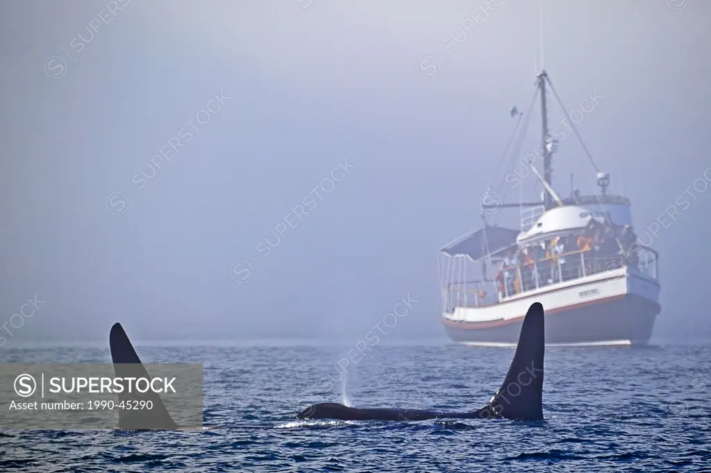 Killer whales Orcinus orca traveling in front of the whale watching boat from Telegraph Cove, ´the Gikumi´, Vancouver Island, British Columbia, Canada...