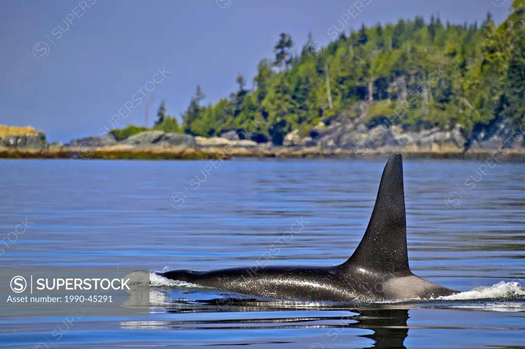Killer whale Orcinus orca, off Northern Vancouver Island, British Columbia coastline, British Columbia, Canada.