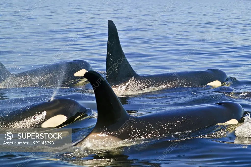 Killer Whales Orcinus orca in the Queen Charlotte Strait, off Northern Vancouver Island, British Columbia, Canada.