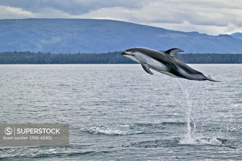 Pacific White Sided Dolphin Lagenorhynchus obliquidens jumping high in Queen Charlotte Sound off Northern Vancouver Island, British Columbia, Canada.